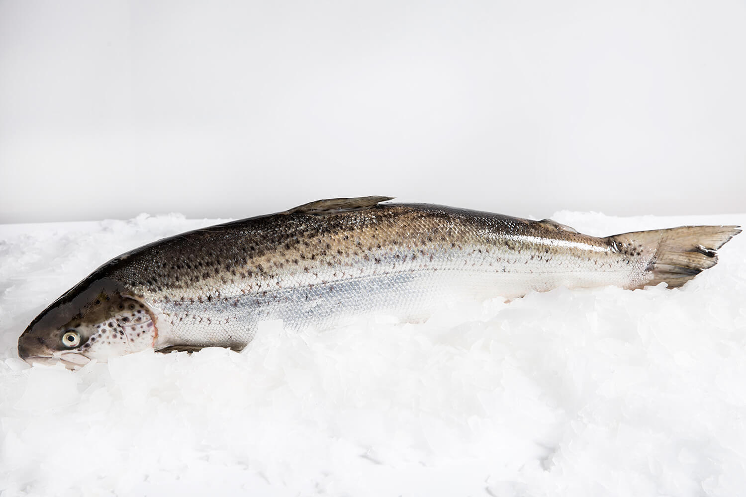 Sản phẩm từ cá hồi, hải sản tươi sống, hải sản đông lạnh đến gia vị nhập khẩu